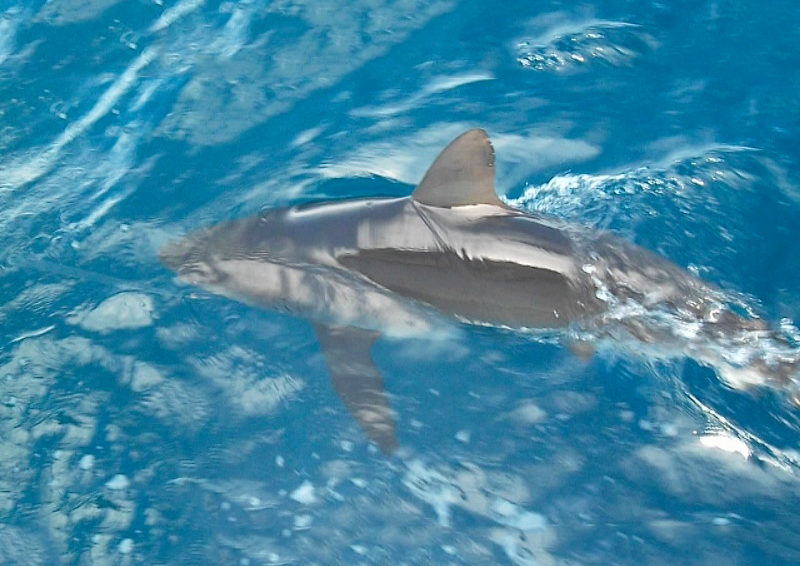 Requin Bouledogue